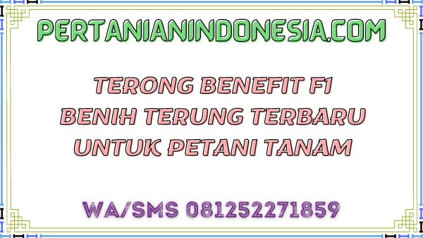 Terong Benefit F1 Benih Terung Terbaru Untuk Petani Tanam